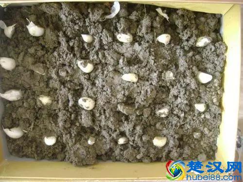 技巧｜蒜苗对身体有超多好处，教你用大蒜种出美味蒜苗！