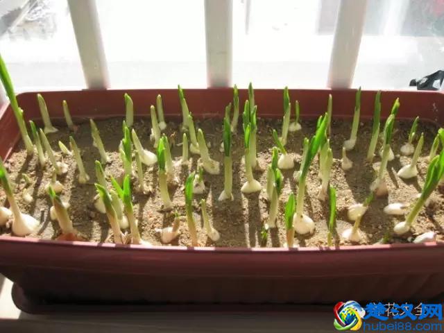 技巧｜蒜苗对身体有超多好处，教你用大蒜种出美味蒜苗！