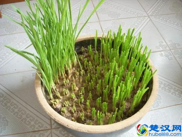 技巧｜蒜苗对身体有超多好处，教你用大蒜种出美味蒜苗！