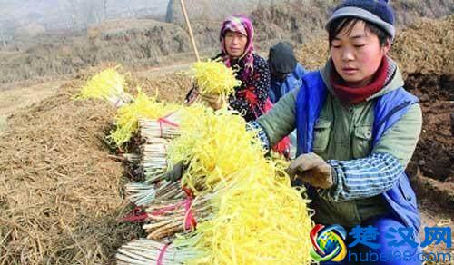 我们经常吃的韭黄是这么种出来的！有多少人知道