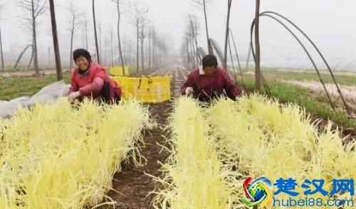 我们经常吃的韭黄是这么种出来的！有多少人知道