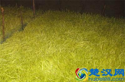 我们经常吃的韭黄是这么种出来的！有多少人知道