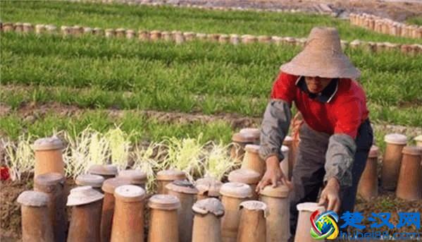 我们经常吃的韭黄是这么种出来的！有多少人知道