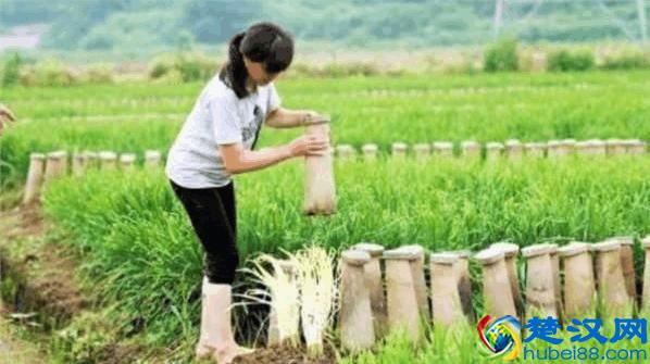 我们经常吃的韭黄是这么种出来的！有多少人知道