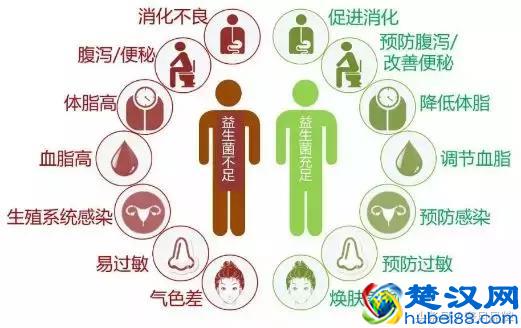 菊粉让你通便更顺畅！