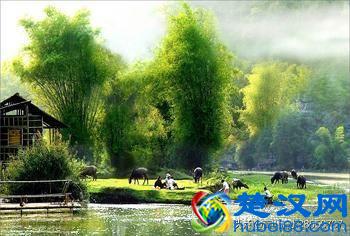 故乡的鸟鸣，魂牵梦绕的故乡情