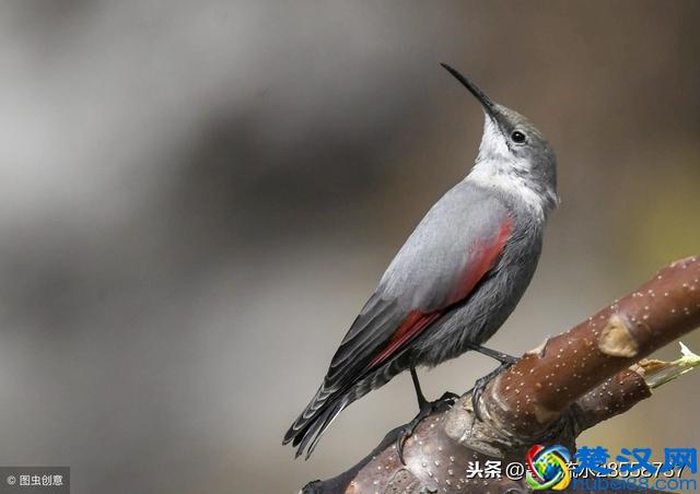 故乡的鸟鸣，魂牵梦绕的故乡情