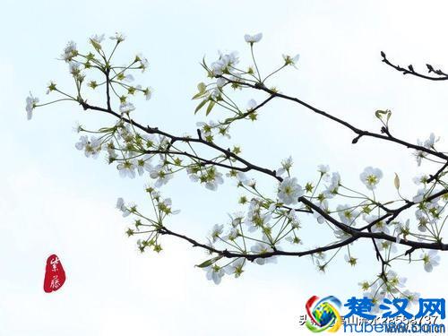 故乡的鸟鸣，魂牵梦绕的故乡情