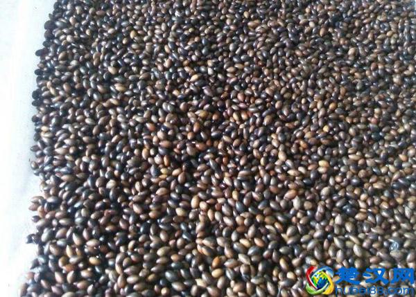 金丝楠木种植的技巧！