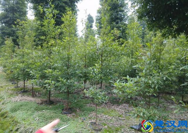 金丝楠木种植的技巧！