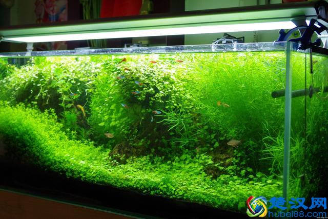 这些鱼千万别养在草缸里，带你分享草缸里最好养哪些鱼儿！