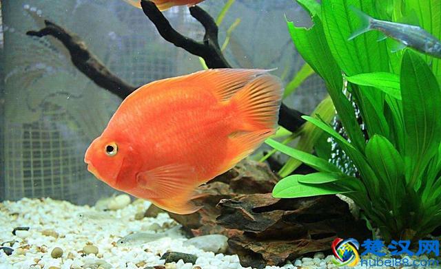 这些鱼千万别养在草缸里，带你分享草缸里最好养哪些鱼儿！
