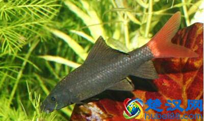 这些鱼千万别养在草缸里，带你分享草缸里最好养哪些鱼儿！