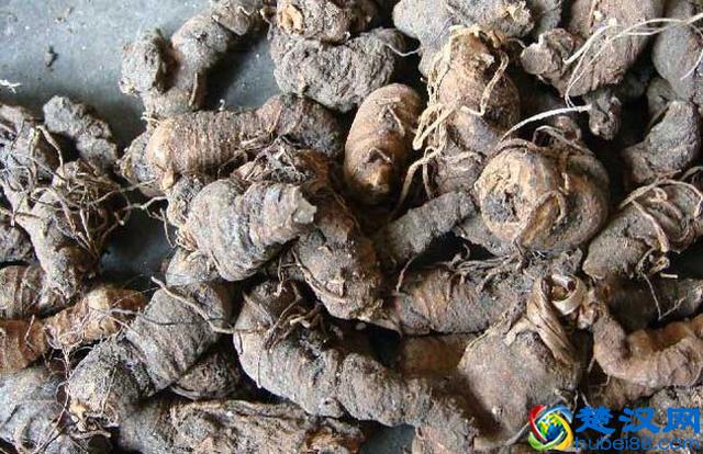 七叶一枝花价格多少钱一斤 七叶一枝花的功效