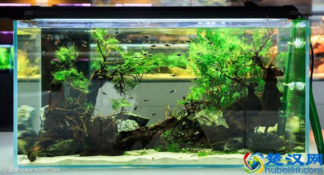这些鱼千万别养在草缸里，带你分享草缸里最好养哪些鱼儿！