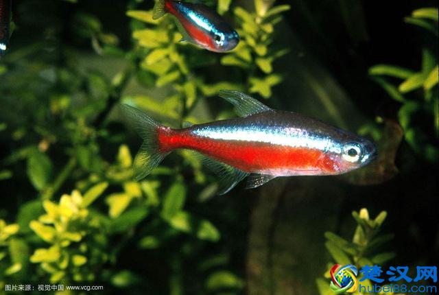 这些鱼千万别养在草缸里，带你分享草缸里最好养哪些鱼儿！