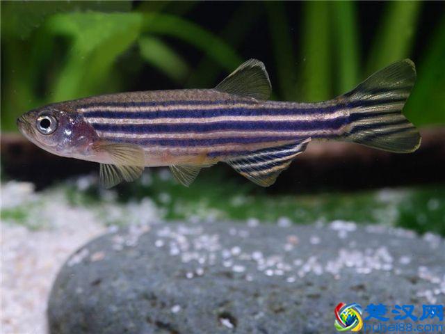 这些鱼千万别养在草缸里，带你分享草缸里最好养哪些鱼儿！