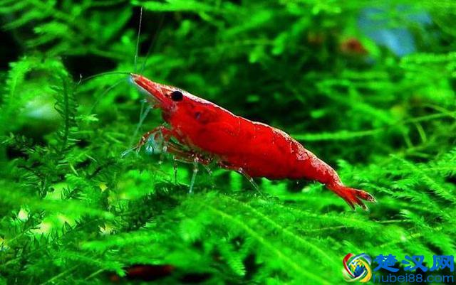 这些鱼千万别养在草缸里，带你分享草缸里最好养哪些鱼儿！