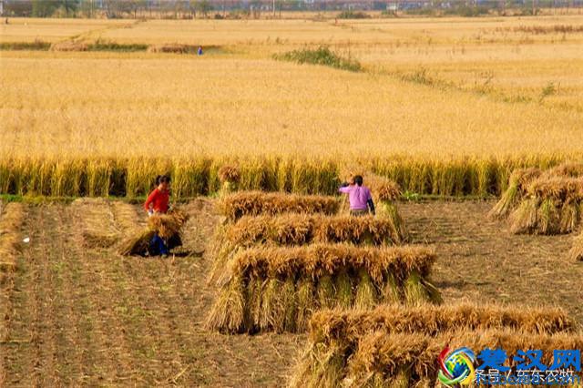 2017年农村土地流转政策：这五种土地流转合同无效