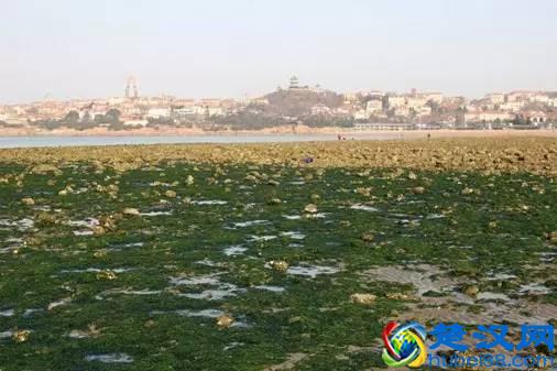 海洋植物|绚丽多彩的海洋植物