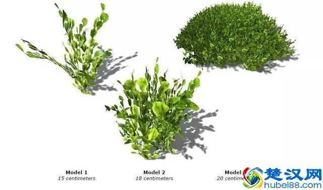 海洋植物|绚丽多彩的海洋植物