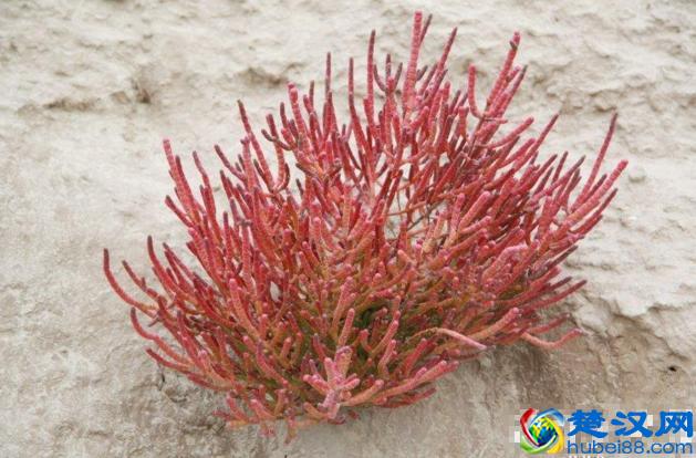 海洋植物|绚丽多彩的海洋植物