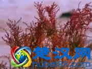 海洋植物|绚丽多彩的海洋植物