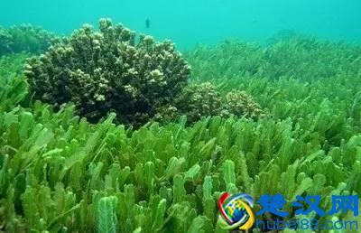 海洋植物|绚丽多彩的海洋植物