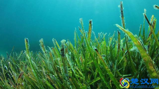 海洋植物|绚丽多彩的海洋植物