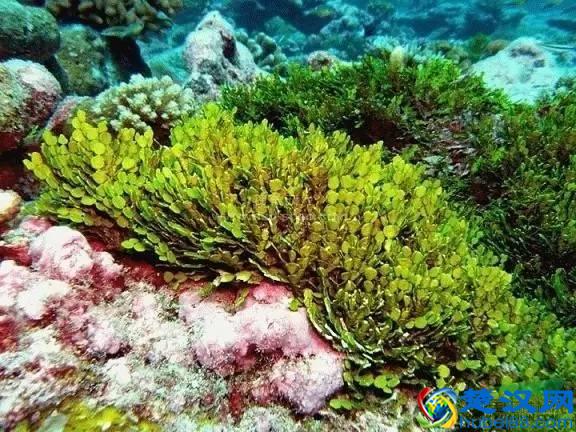 海洋植物|绚丽多彩的海洋植物