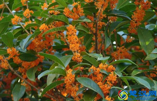 丹桂什么时候开花 丹桂飘香是什么季节