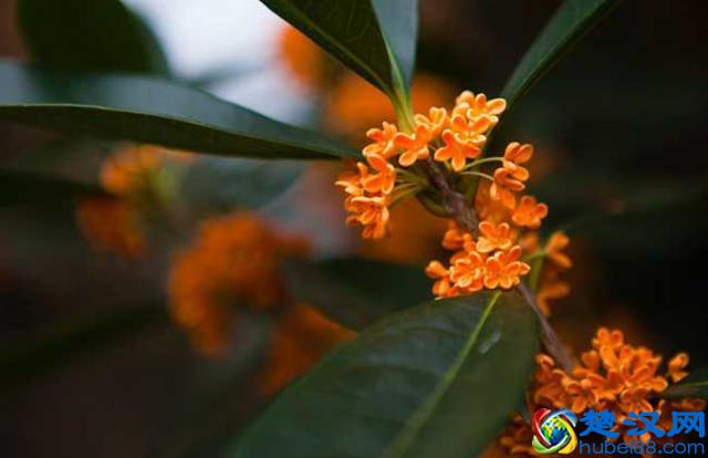 丹桂什么时候开花 丹桂飘香是什么季节