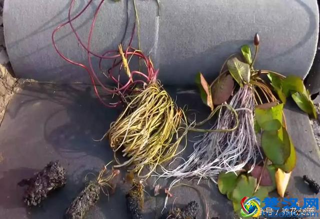 你知道盆栽的睡莲怎么养才好开花么？看看老园丁怎么说的