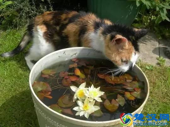 你知道盆栽的睡莲怎么养才好开花么？看看老园丁怎么说的