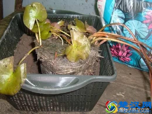 你知道盆栽的睡莲怎么养才好开花么？看看老园丁怎么说的