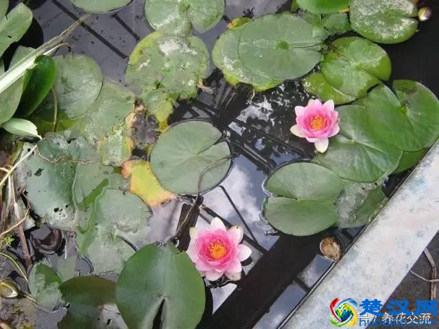 你知道盆栽的睡莲怎么养才好开花么？看看老园丁怎么说的