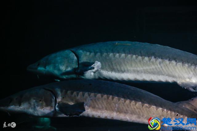 中华鲟多少钱一斤?中华鲟的营养价值与功效是什么?