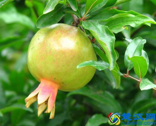 上火吃什么水果,最有效的降火食物在这里