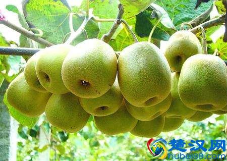 上火吃什么水果,最有效的降火食物在这里