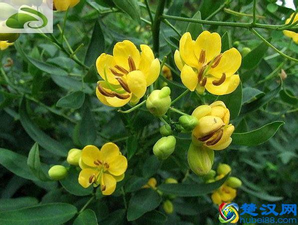 家里容易进蛇？这些植物让蛇避之不及，驱蛇植物推荐！