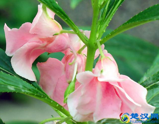 家里容易进蛇？这些植物让蛇避之不及，驱蛇植物推荐！