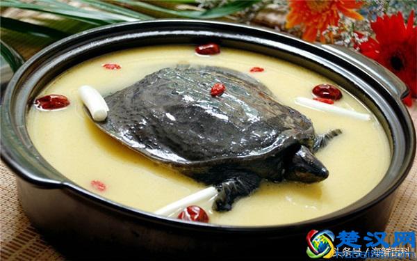 甲鱼知识百科 甲鱼的做法 甲鱼怎么杀 甲鱼的营养价值