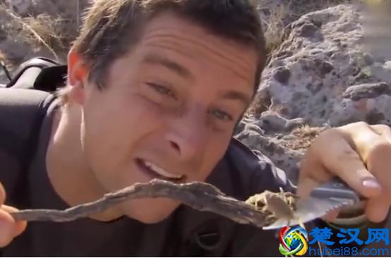 贝尔.格里尔斯：食物链顶端的男人都吃过哪些恶心的食物？