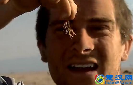 贝尔.格里尔斯：食物链顶端的男人都吃过哪些恶心的食物？