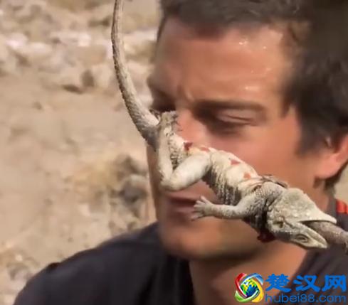 贝尔.格里尔斯：食物链顶端的男人都吃过哪些恶心的食物？