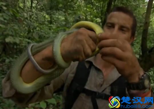 贝尔.格里尔斯：食物链顶端的男人都吃过哪些恶心的食物？