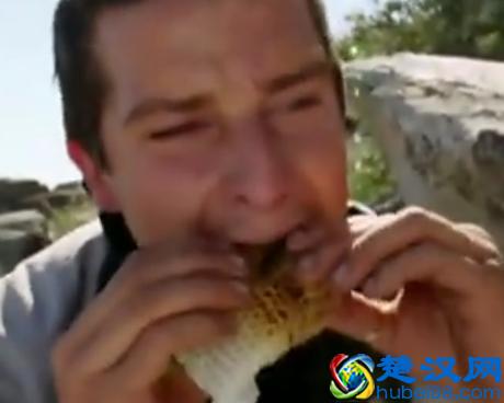 贝尔.格里尔斯：食物链顶端的男人都吃过哪些恶心的食物？