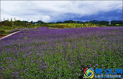 「游玩推荐」9月五彩缤纷大变装，秋花花意渐渐浓