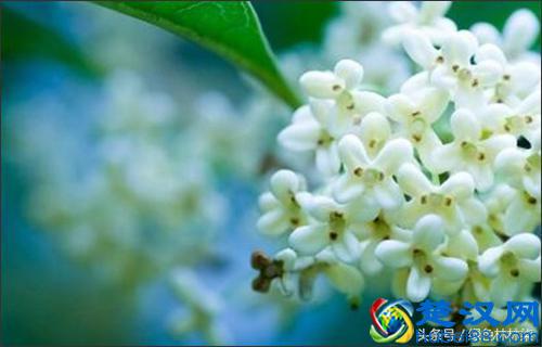 「游玩推荐」9月五彩缤纷大变装，秋花花意渐渐浓