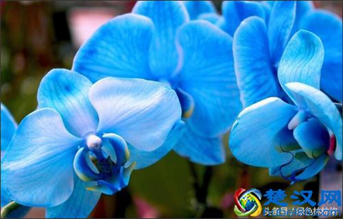 「游玩推荐」9月五彩缤纷大变装，秋花花意渐渐浓